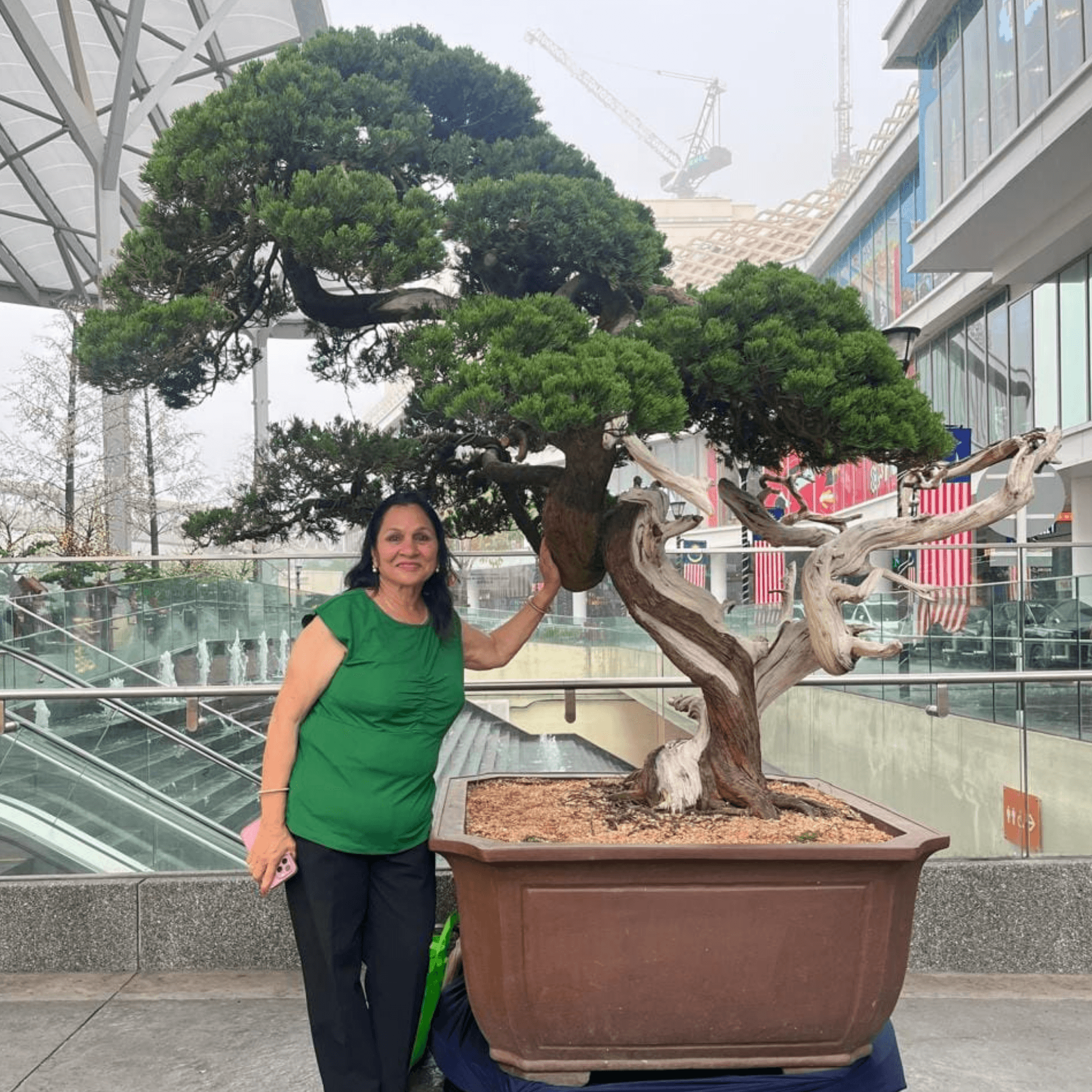 Vinita Agarwal — Bonsai Garden Sanctuary