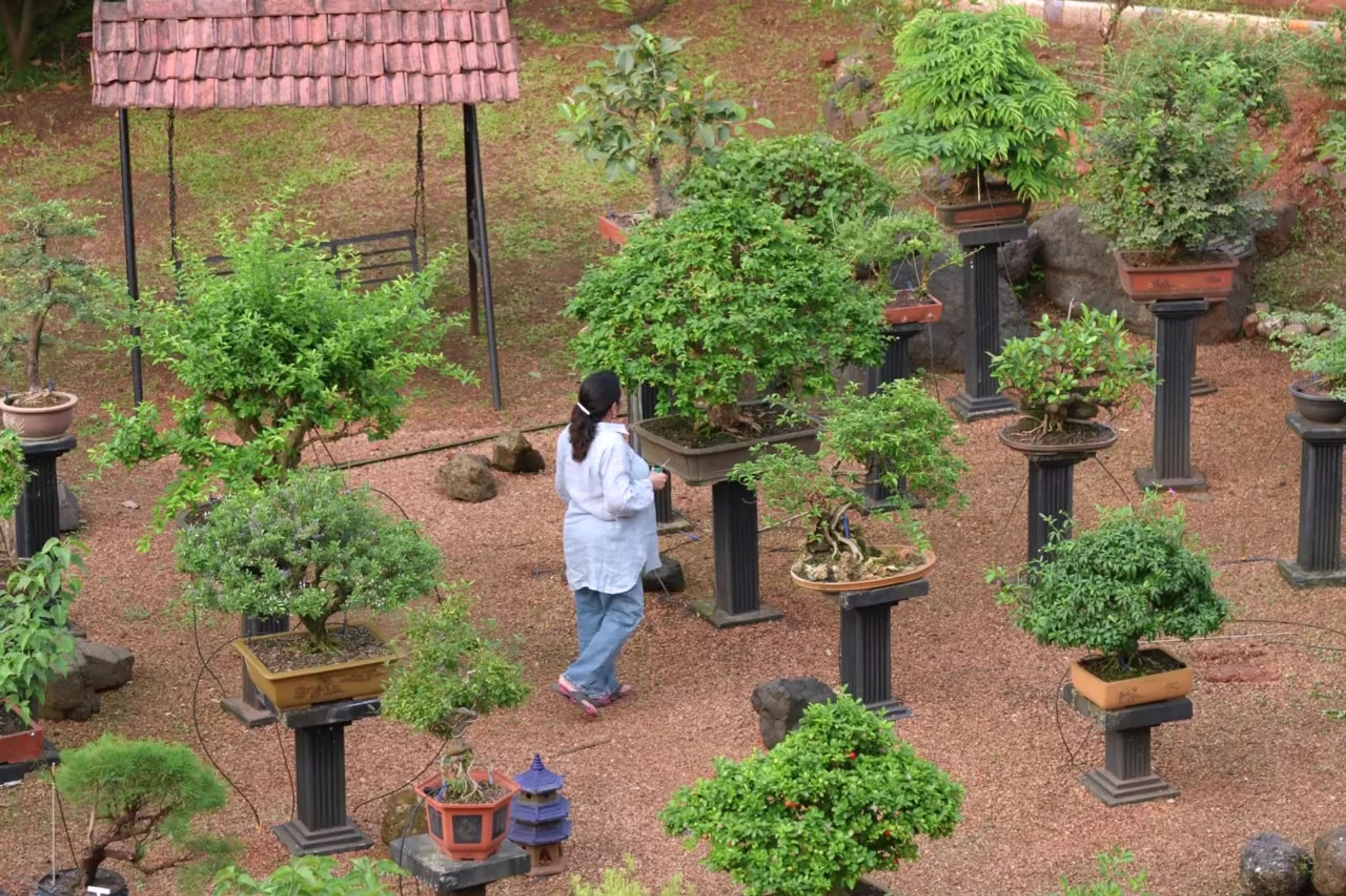 The First 30 Days of Bonsai Cultivation: A Beginner’s Guide to Healthy Growth