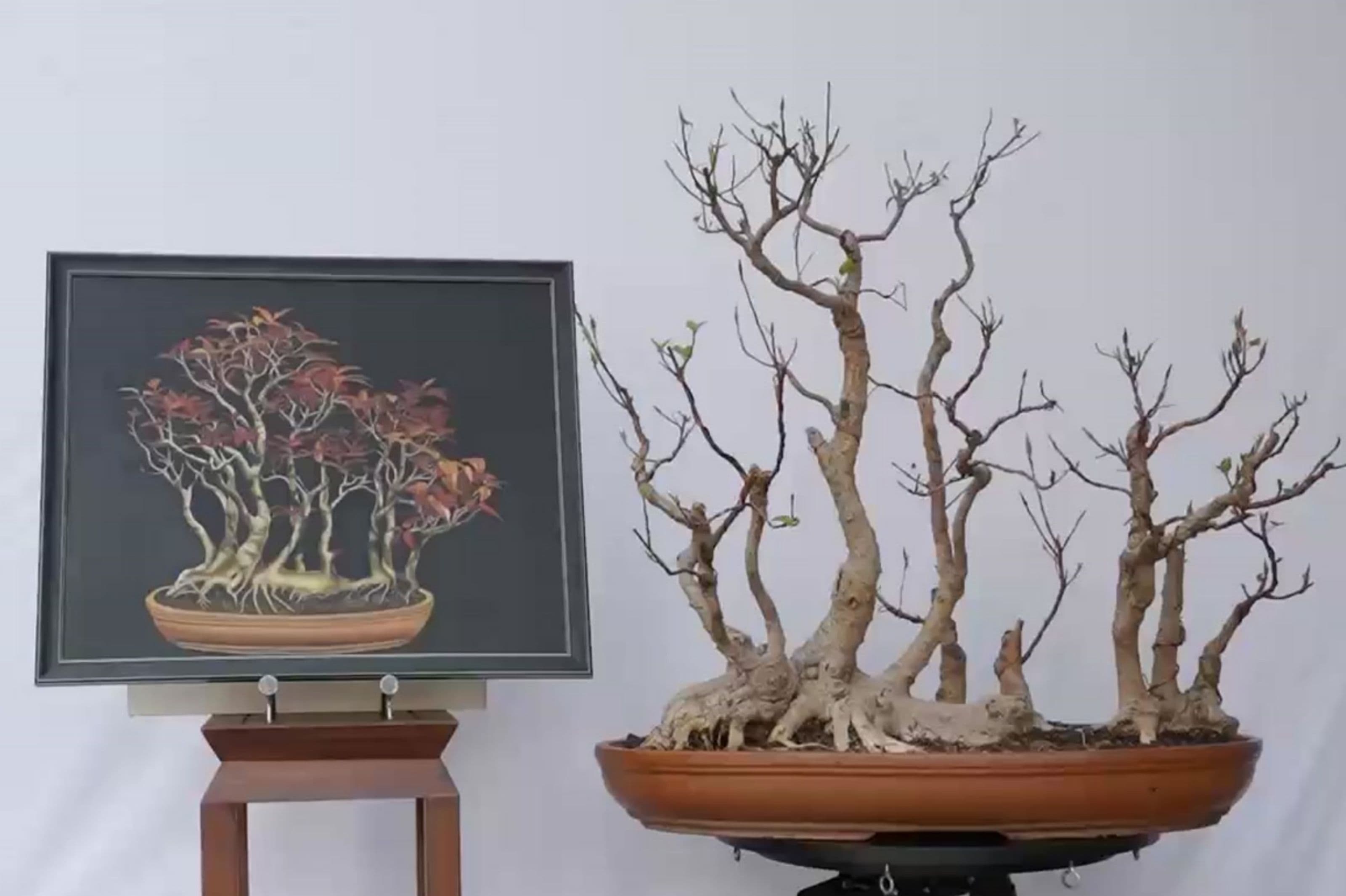 The Parallels Between Bonsai and Canvas Painting