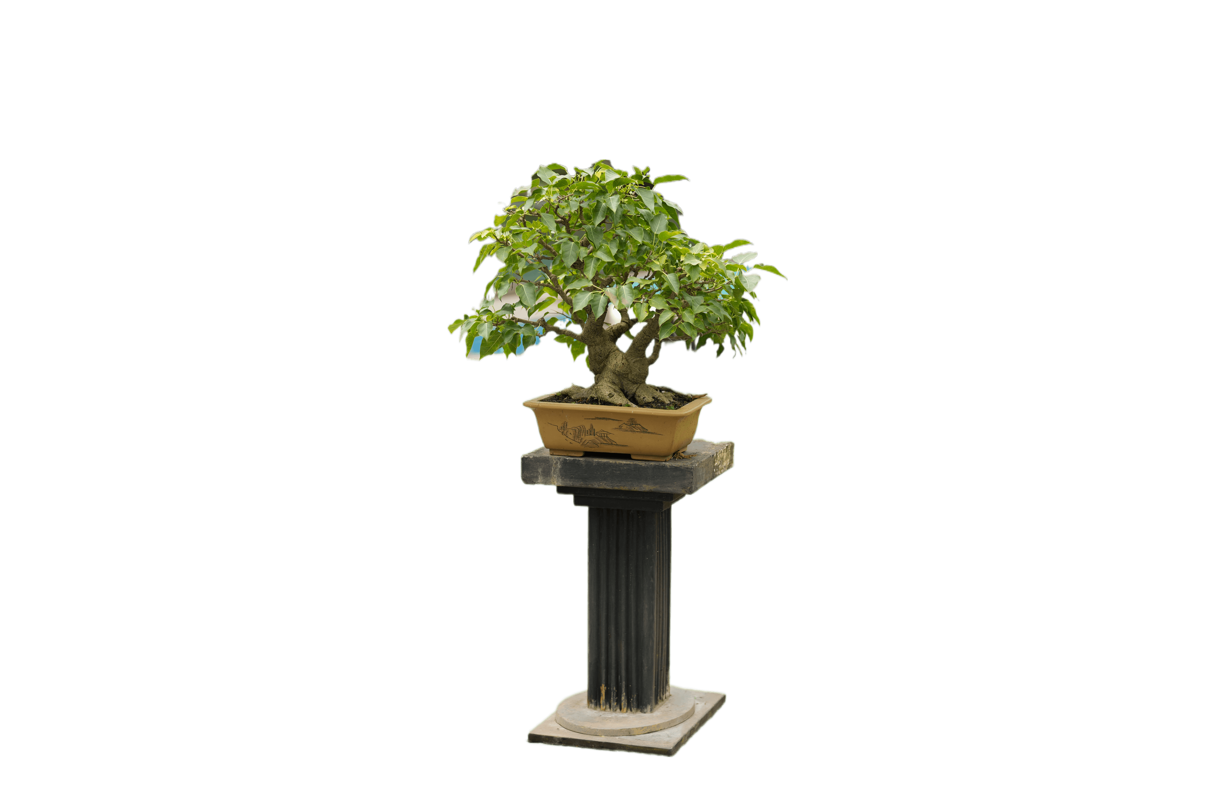 Chokkan formal upright style bonsai tree