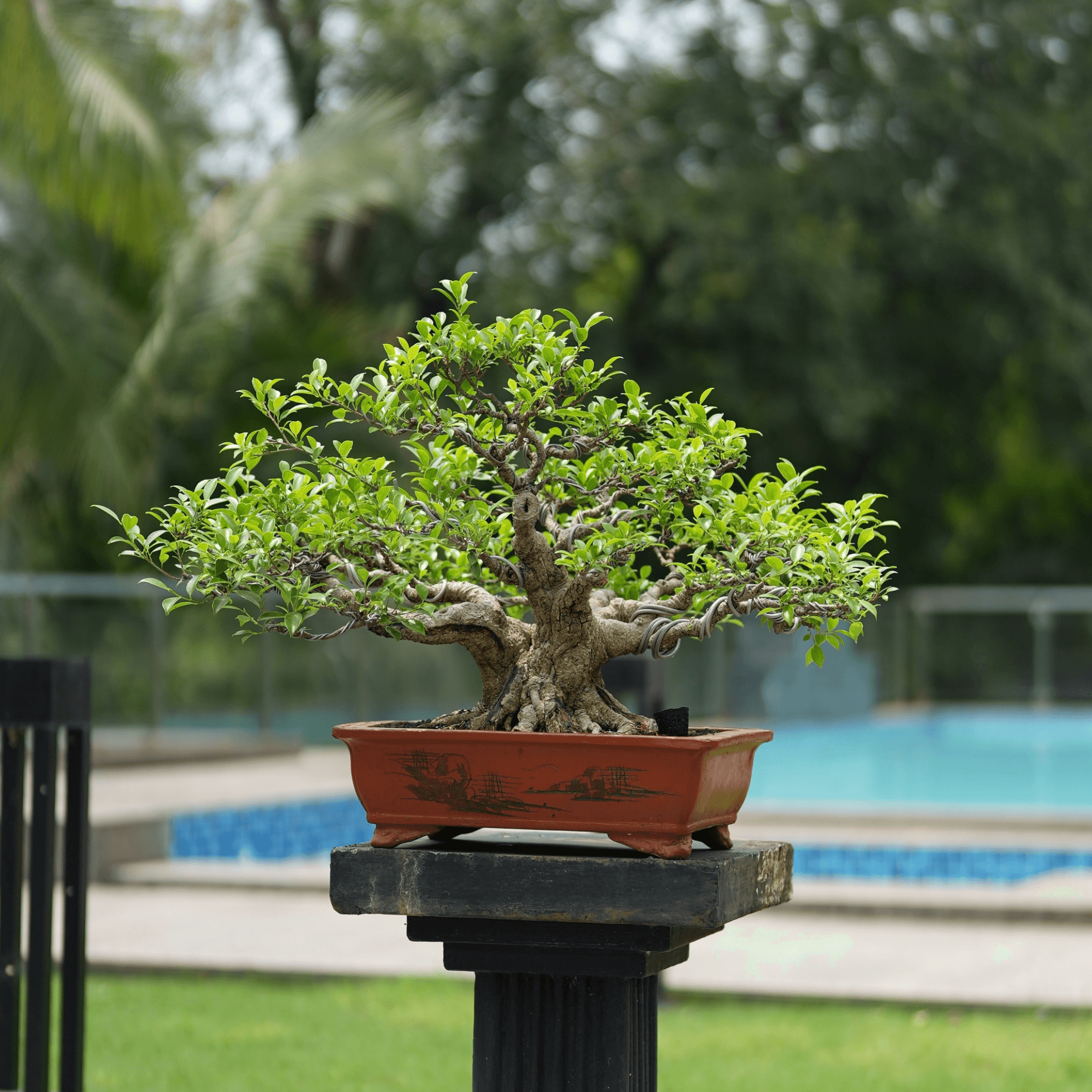 Bonsai