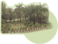 Garden in Karjat after the dam burst and monsoon storms, 2021, K3NMQ